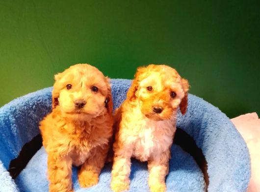 A Kalite Maltipoo Yavrularımız görsel