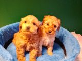 A Kalite Maltipoo Yavrularımız