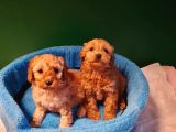 A kalite maltipoo yavrularımız