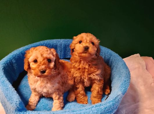 A kalite maltipoo yavrularımız