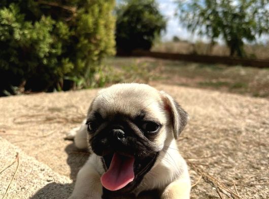 Pug Mops Bebekleri̇mi̇z Si̇zi̇ Bekli̇yor görsel