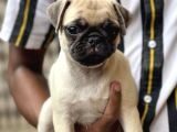 YENİ YUVASINI BEKLEYEN PUG YAVRULAR