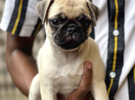 Yeni̇ Yuvasini Bekleyen Pug Yavrular