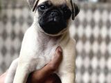 Yeni̇ Yuvasini Bekleyen Pug Yavrular