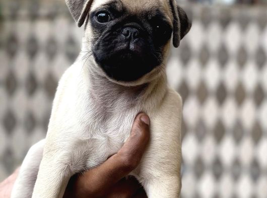 Yeni̇ Yuvasini Bekleyen Pug Yavrular görsel