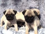 PUG MOPS BEBEKLERİMİZ SİZİ BEKLİYOR