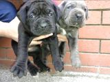 Dev  mavi gözlü cane corso yavrularım