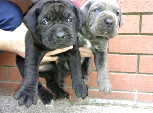 Dev  mavi gözlü cane corso yavrularım