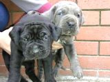 Dev  Mavi Gözlü Cane Corso Yavrularım