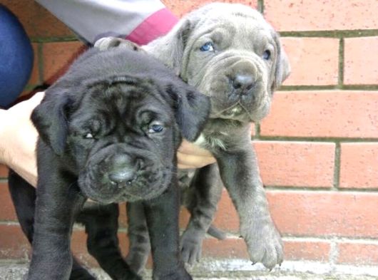 Dev  Mavi Gözlü Cane Corso Yavrularım görsel