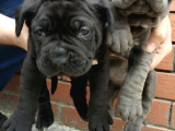 Dev  Mavi Gözlü Cane Corso Yavrularım