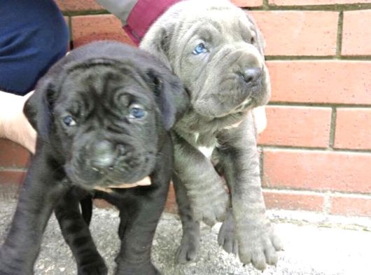 Dev  Mavi Gözlü Cane Corso Yavrularım görsel