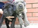 Dev  Mavi Gözlü Cane Corso Yavrularım