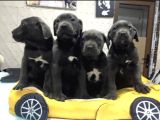 Dev  Mavi Gözlü Cane Corso Yavrularım