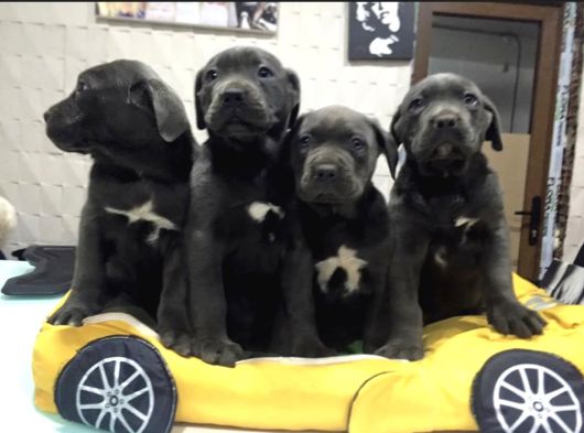Dev  Mavi Gözlü Cane Corso Yavrularım görsel