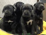 Dev  Mavi Gözlü Cane Corso Yavrularım
