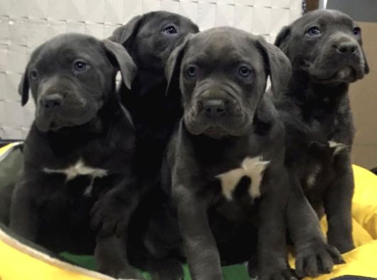 Dev  Mavi Gözlü Cane Corso Yavrularım görsel