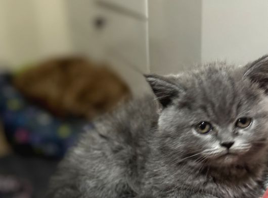 3 Aylık Dişi Yavru Kedi görsel