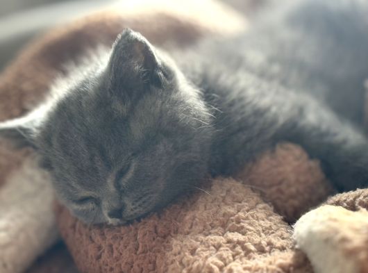 3 Aylık Dişi Yavru Kedi görsel