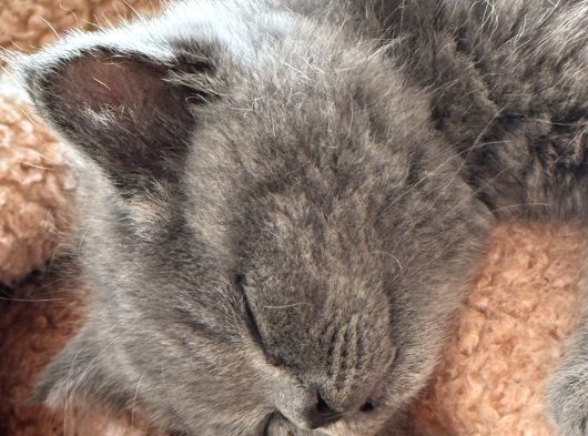 3 Aylık Dişi Yavru Kedi görsel