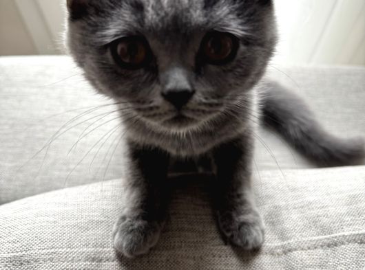 3 Aylık Dişi Yavru Kedi