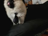 Pomerani̇an Boo Teddy Face Bi̇blo Ayicik