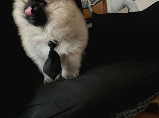 Pomerani̇an Boo Teddy Face Bi̇blo Ayicik görsel