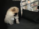 Pomerani̇an Boo Teddy Face Bi̇blo Ayicik