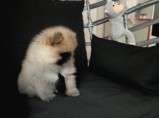 Pomerani̇an Boo Teddy Face Bi̇blo Ayicik görsel