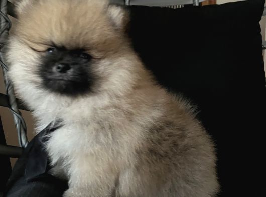 Pomerani̇an Boo Teddy Face Bi̇blo Ayicik görsel