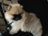 Pomerani̇an Boo Teddy Face Bi̇blo Ayicik