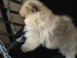 Pomerani̇an Boo Teddy Face Bi̇blo Ayicik
