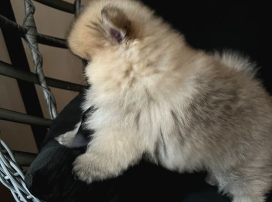 Pomerani̇an Boo Teddy Face Bi̇blo Ayicik görsel