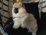 Pomerani̇an Boo Teddy Face Bi̇blo Ayicik