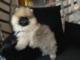 POMERANİAN BOO TEDDY FACE BİBLO AYICIK