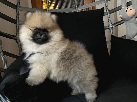 Pomerani̇an Boo Teddy Face Bi̇blo Ayicik