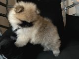 Pomerani̇an Boo Teddy Face Bi̇blo Ayicik
