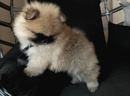 Pomerani̇an Boo Teddy Face Bi̇blo Ayicik görsel