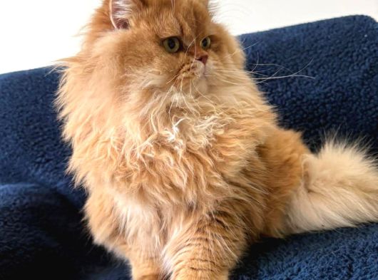 British Golden Longhair Kedimiz