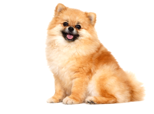Orijinal Ayı Surat Mini Pomeranian Boo Dişi  1 Yaş 2 Kg görsel