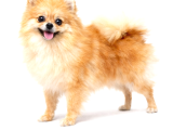 Orijinal Ayı Surat Mini Pomeranian Boo Dişi  1 Yaş 2 Kg