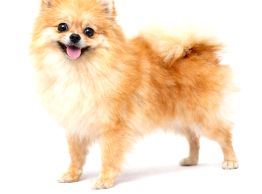 Orijinal Ayı Surat Mini Pomeranian Boo Dişi  1 Yaş 2 Kg görsel