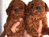 Redbrown Orjinal Toypooodle Yavrularım