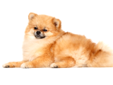 Orijinal Ayı Surat Mini Pomeranian Boo Dişi  1 Yaş 2 Kg