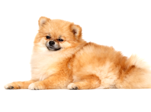 Orijinal Ayı Surat Mini Pomeranian Boo Dişi  1 Yaş 2 Kg görsel