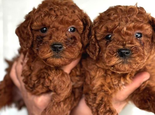 Redbrown orjinal toypooodle yavrularım