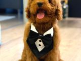 4 Aylık Erkek toy poodle yavrumuz
