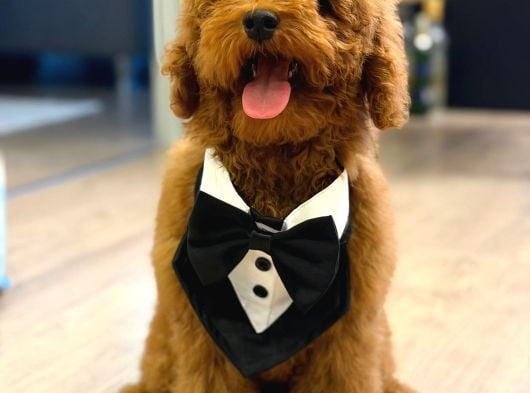 4 Aylık Erkek Toy Poodle Yavrumuz