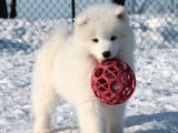 Samoyed Bebekler