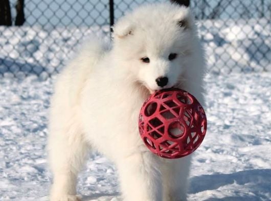 Samoyed Bebekler görsel